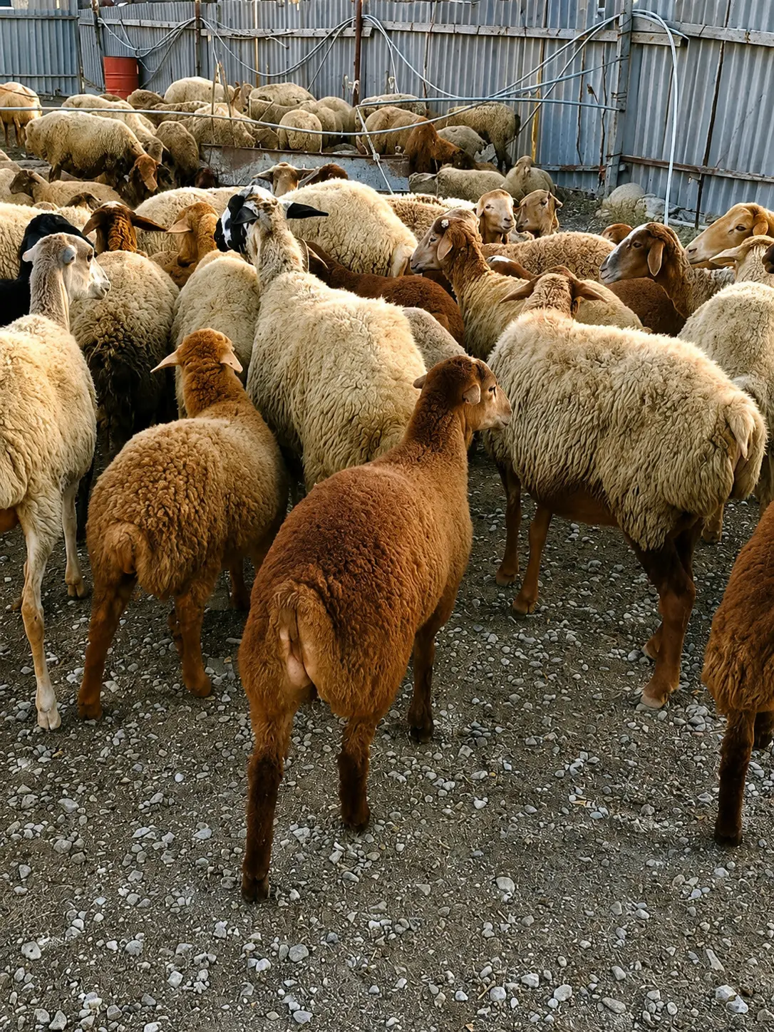 Quzular — Heyvanlar, Quşlar, Balıqlar, Siyəzən