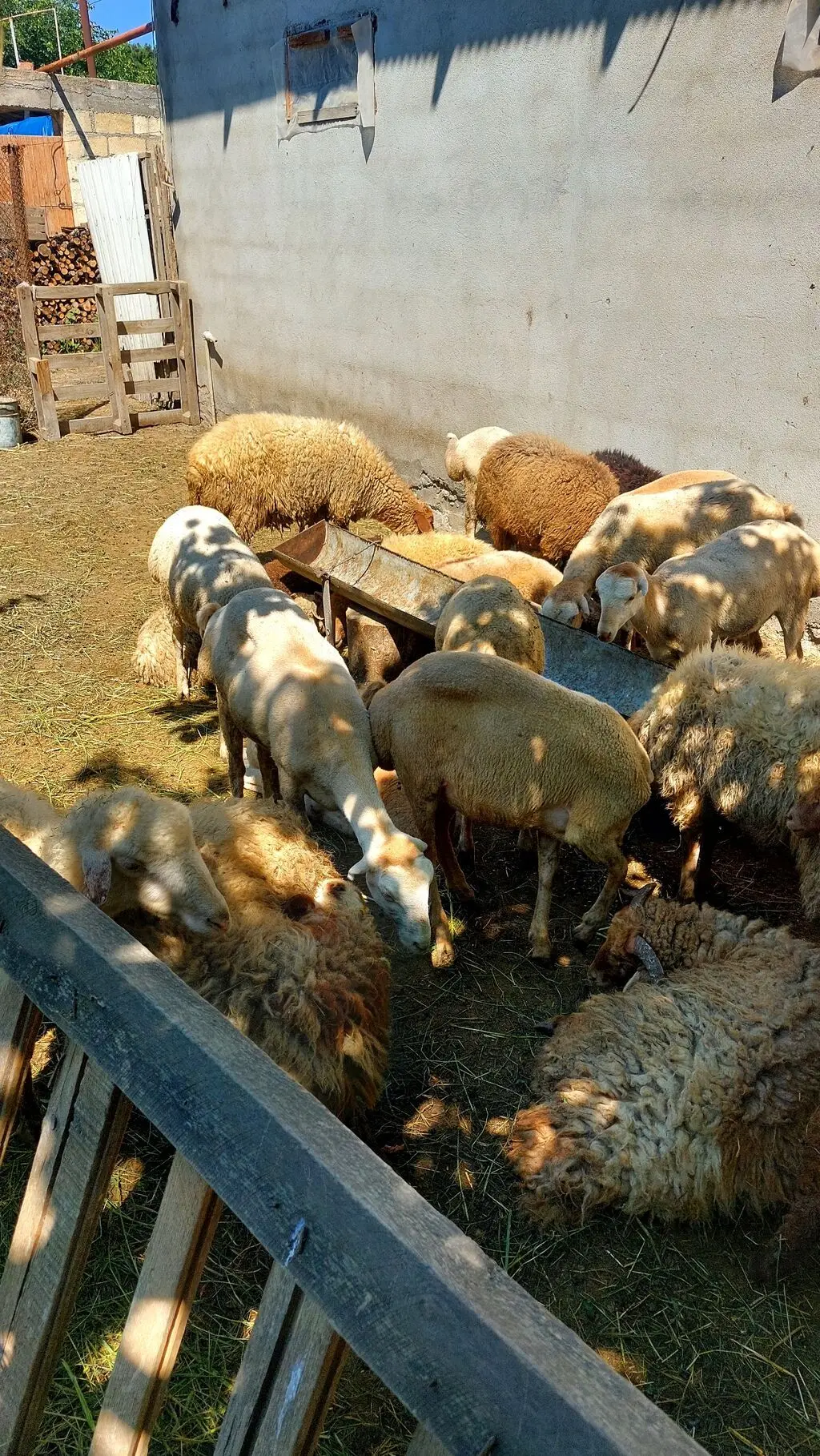 Qoçlar — Heyvanlar, Quşlar, Balıqlar, Quba