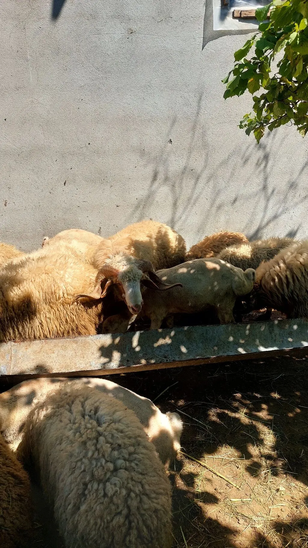 Qoçlar — Heyvanlar, Quşlar, Balıqlar, Quba