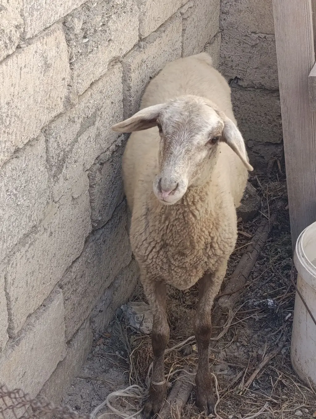 Quzu — Heyvanlar, Quşlar, Balıqlar, Bakı