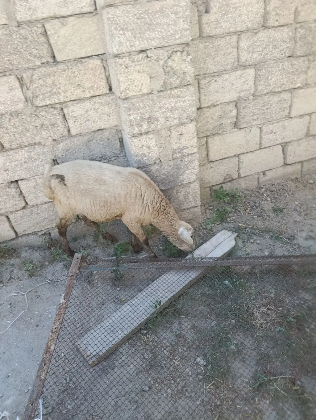 Quzu — Heyvanlar, Quşlar, Balıqlar, Bakı