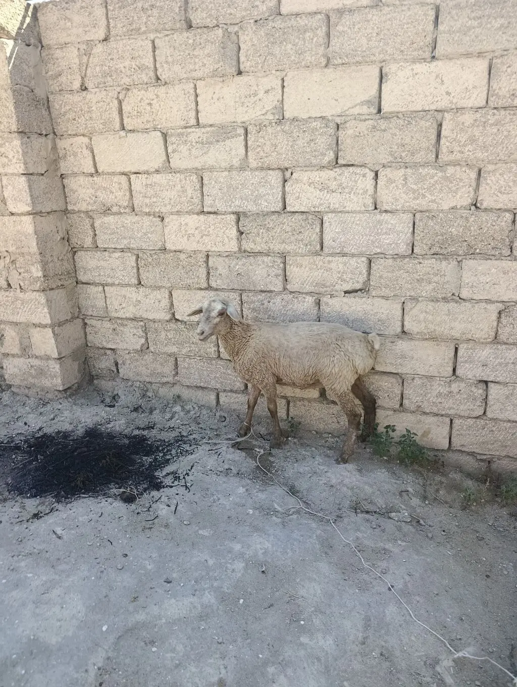 Quzu — Heyvanlar, Quşlar, Balıqlar, Bakı