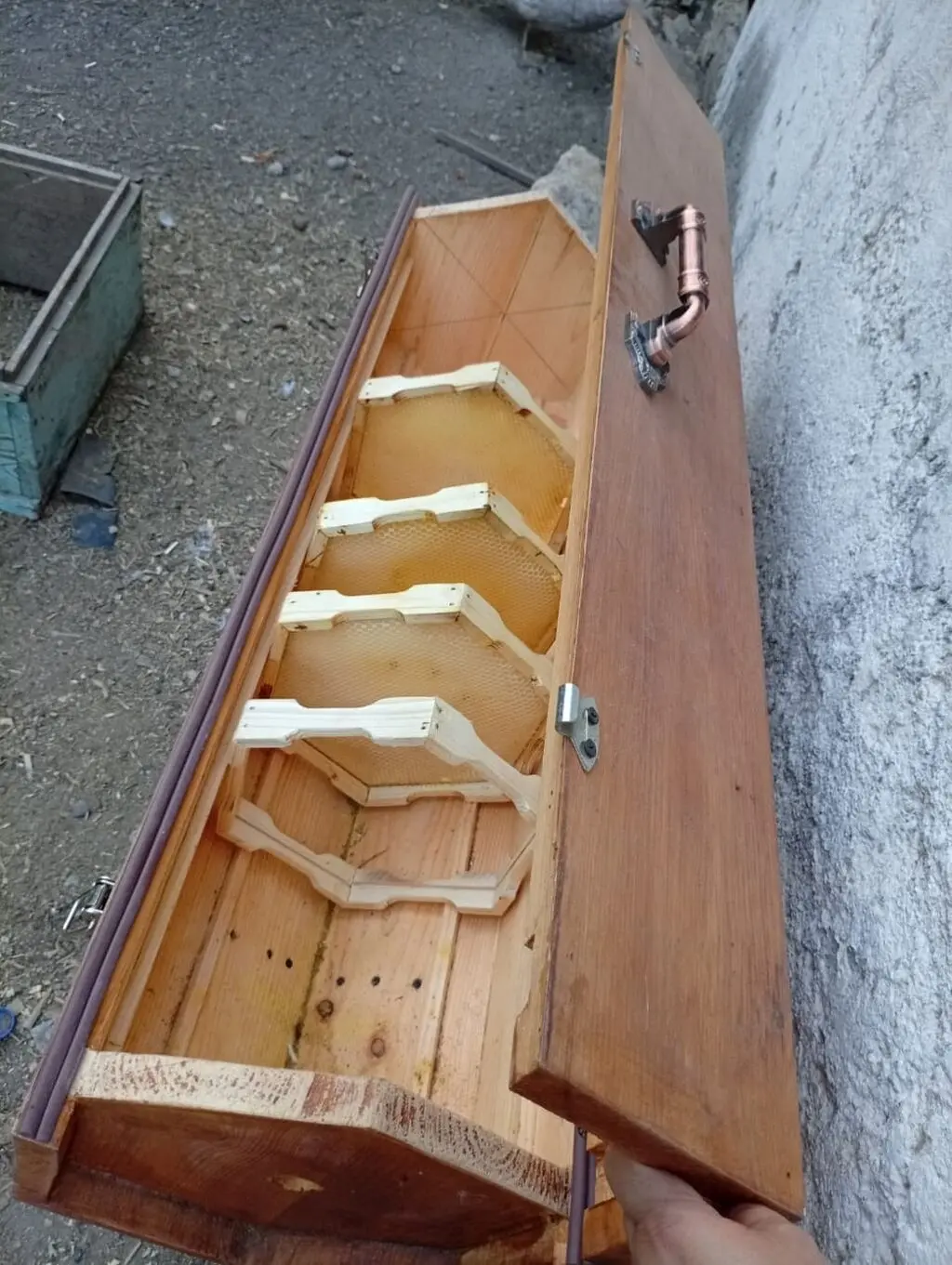 Arı ailəsi — Heyvanlar, Quşlar, Balıqlar, Bərdə
