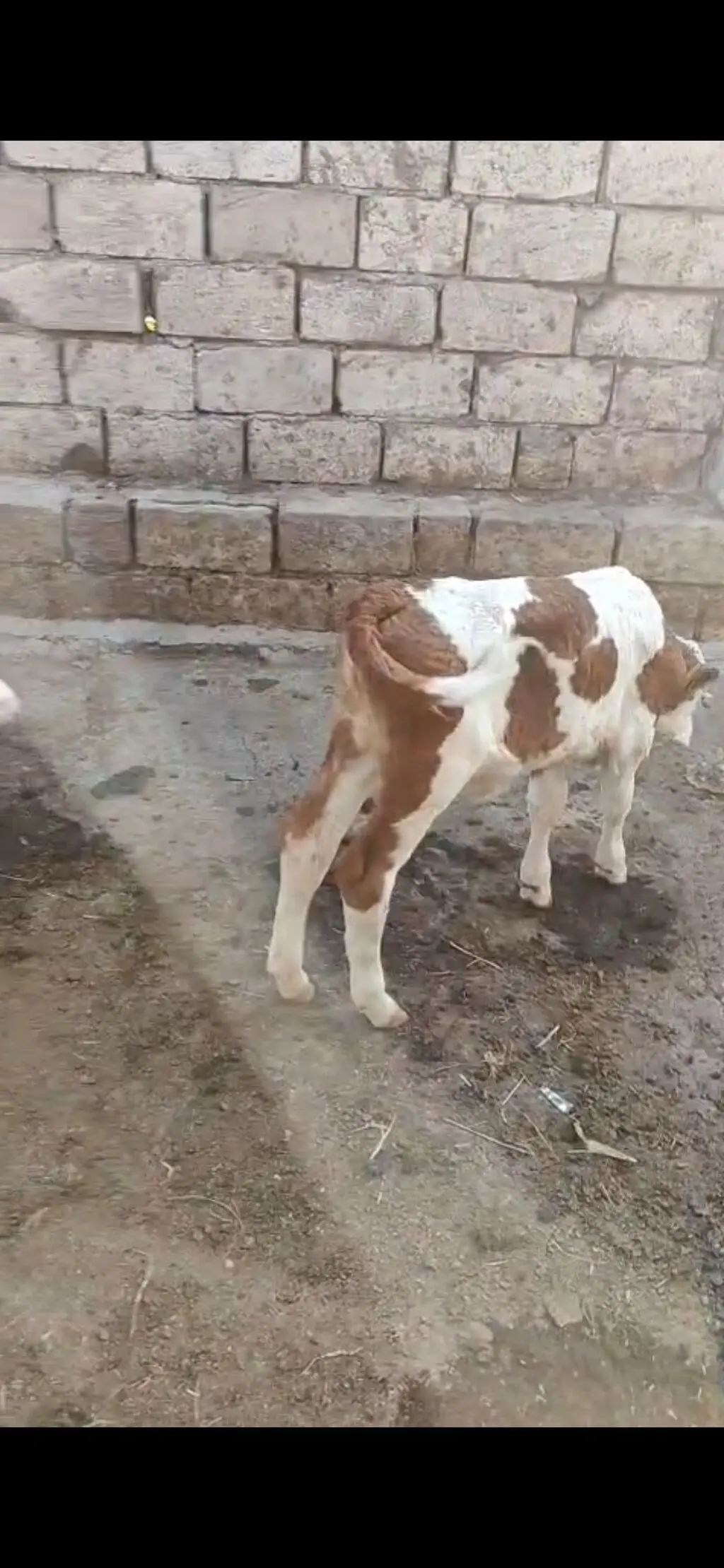 Buzov — Heyvanlar, Quşlar, Balıqlar, Xaçmaz