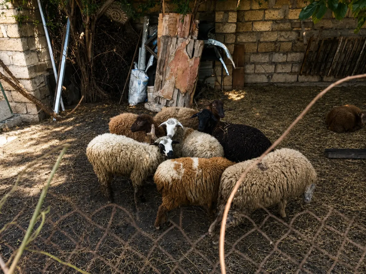 Quzular — Heyvanlar, Quşlar, Balıqlar, Bakı