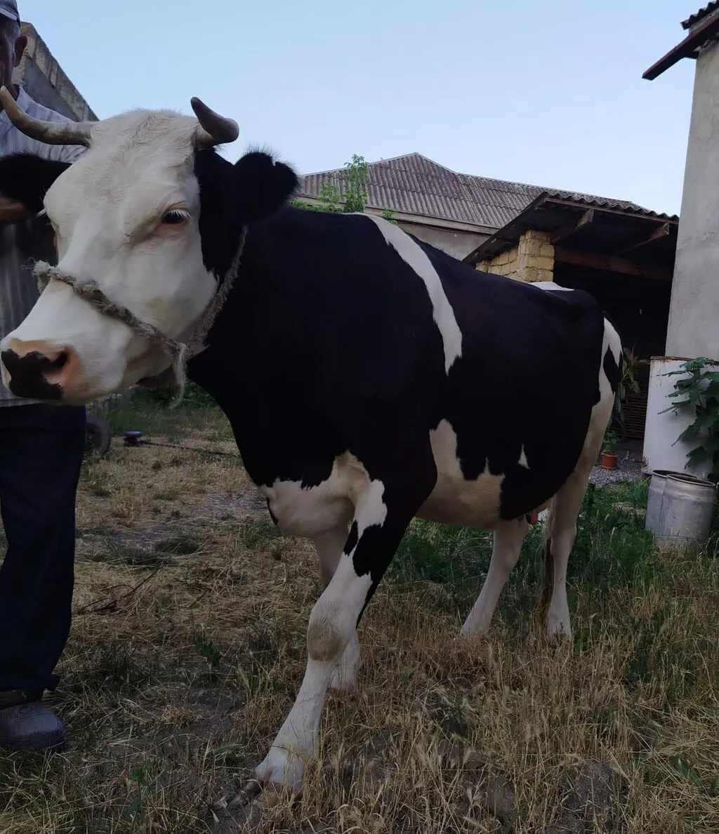 İnək — Heyvanlar, Quşlar, Balıqlar, Quba