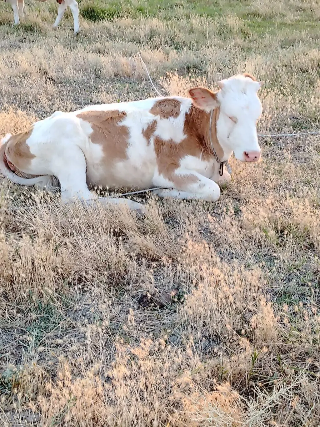 Danalar — Heyvanlar, Quşlar, Balıqlar, Sumqayıt