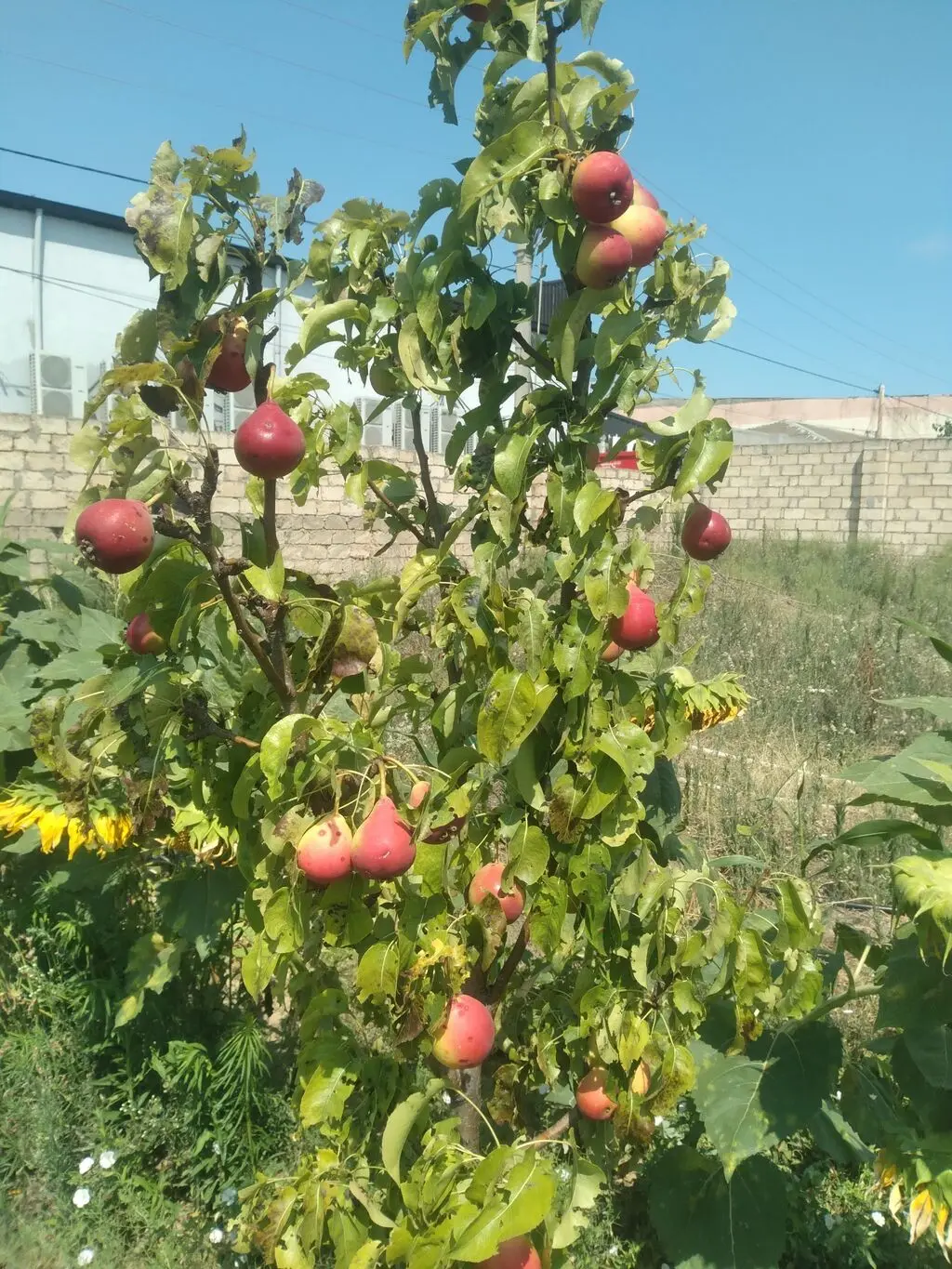 Meyvə tingləri — Dənlilər, Otlar Yemlər,  Bitkilər, Bakı