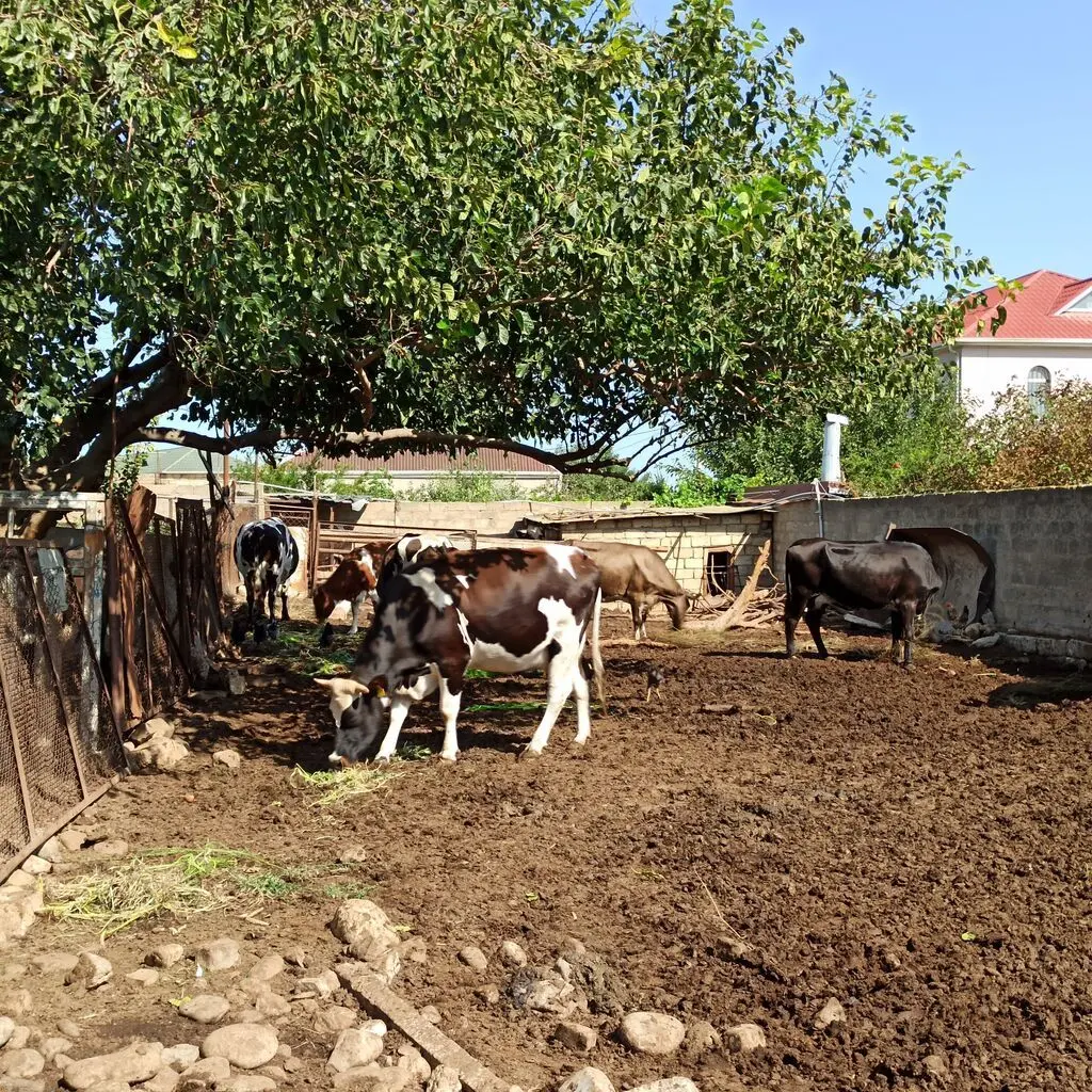 Süd məhsulları — Emal Olunmuş K/t Məhsulları, Bakı
