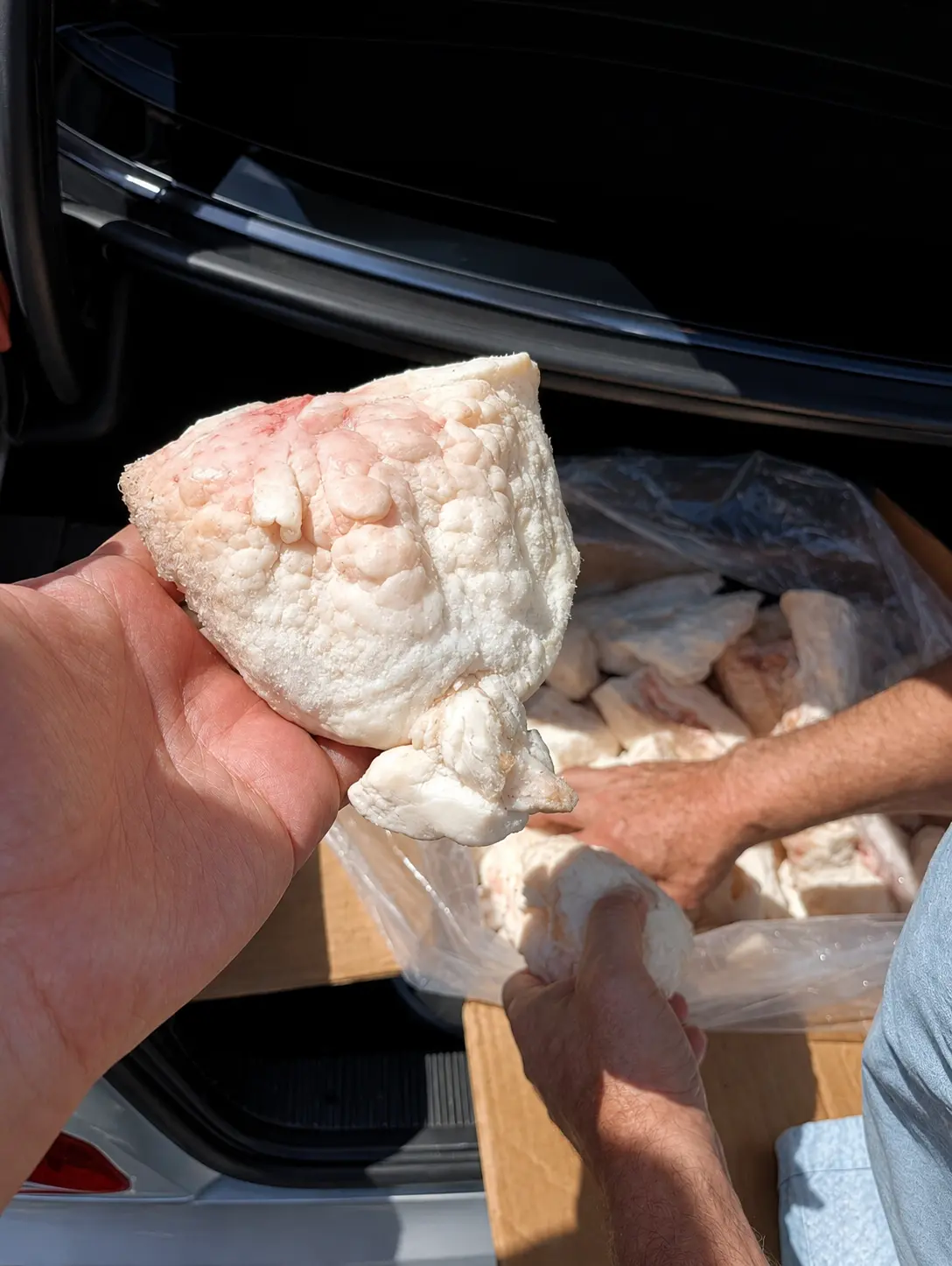 Quyruq — Heyvanlar, Quşlar, Balıqlar, Bakı