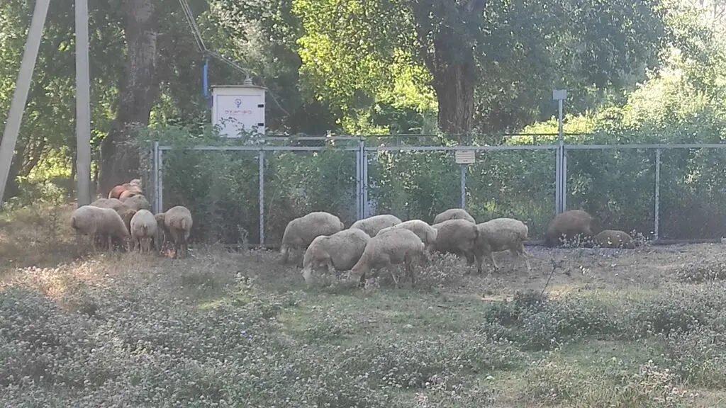 Qoyunlar — Heyvanlar, Quşlar, Balıqlar, İsmayıllı