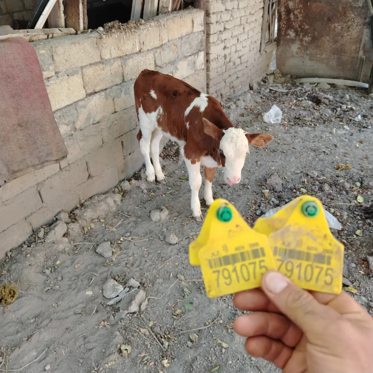 Balalı inək — Heyvanlar, Quşlar, Balıqlar, Göyçay