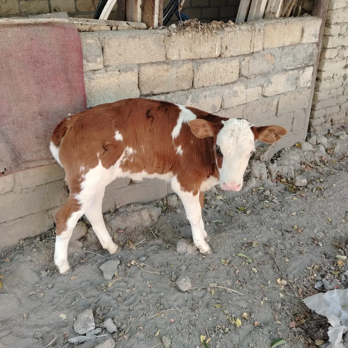 Balalı inək — Heyvanlar, Quşlar, Balıqlar, Göyçay