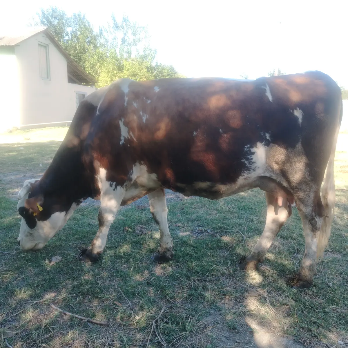 Balalı inək — Heyvanlar, Quşlar, Balıqlar, Göyçay