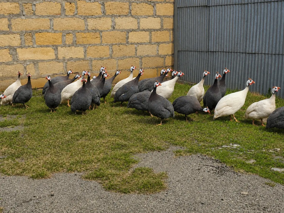 Firəng toyuğu — Heyvanlar, Quşlar, Balıqlar, Sabirabad