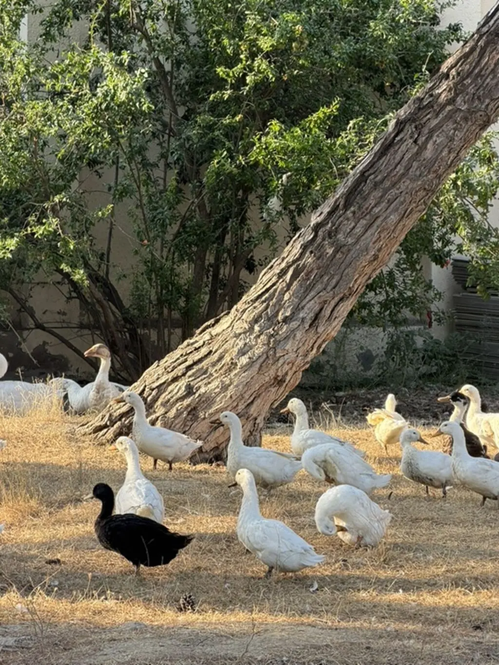 Ördəklər — Heyvanlar, Quşlar, Balıqlar, Bakı