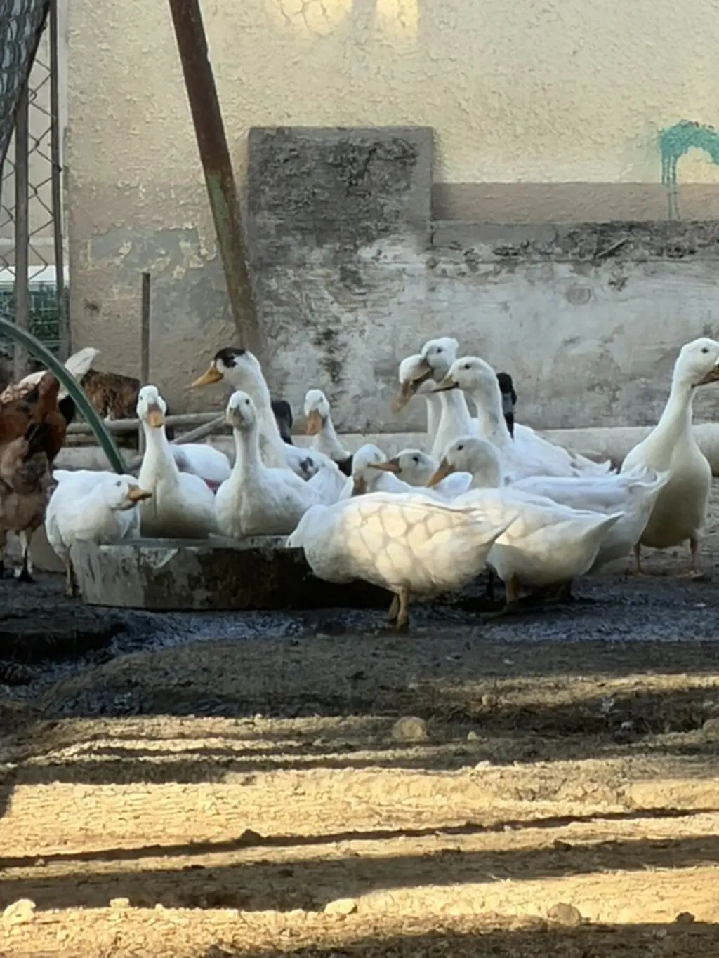 Ördəklər — Heyvanlar, Quşlar, Balıqlar, Bakı