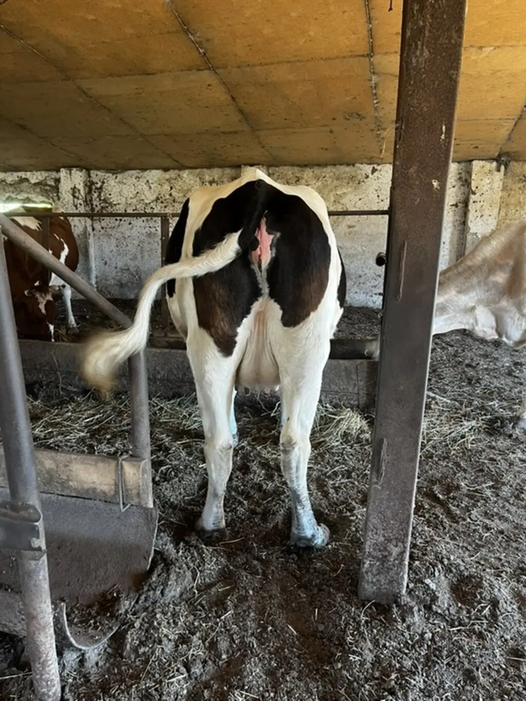 İnəklər — Heyvanlar, Quşlar, Balıqlar, Xırdalan