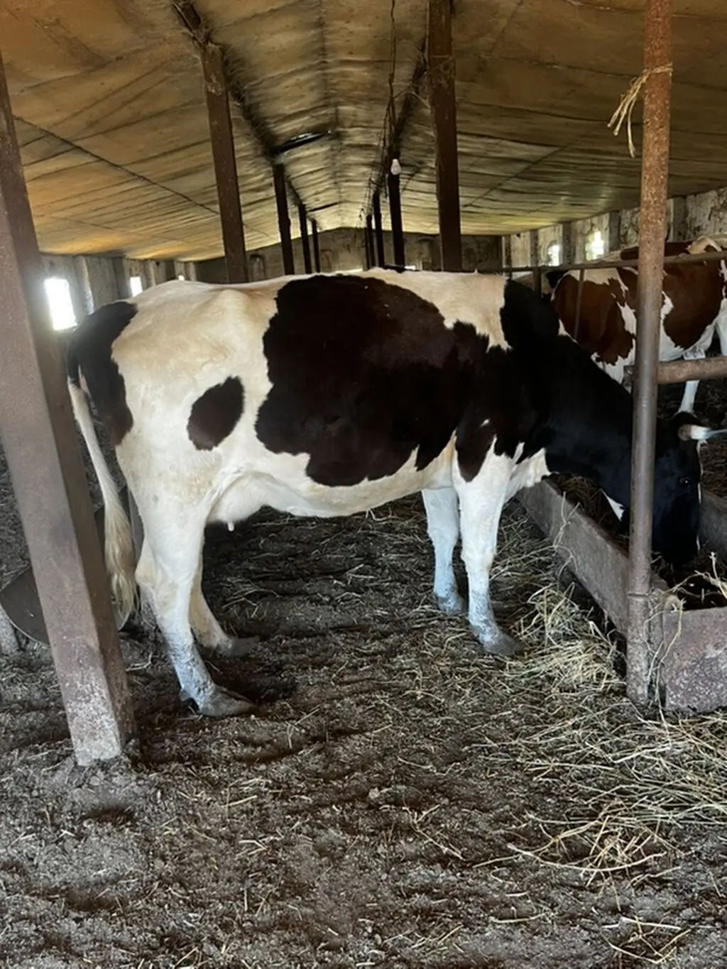 İnəklər — Heyvanlar, Quşlar, Balıqlar, Xırdalan