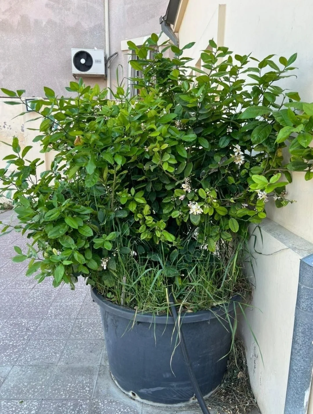 Limon tingi — Dənlilər, Otlar Yemlər,  Bitkilər, Bakı