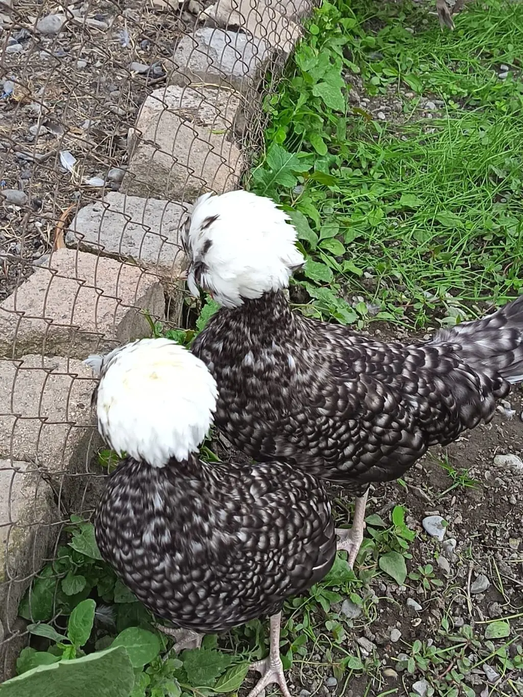 Toyuqlar — Heyvanlar, Quşlar, Balıqlar, Xırdalan