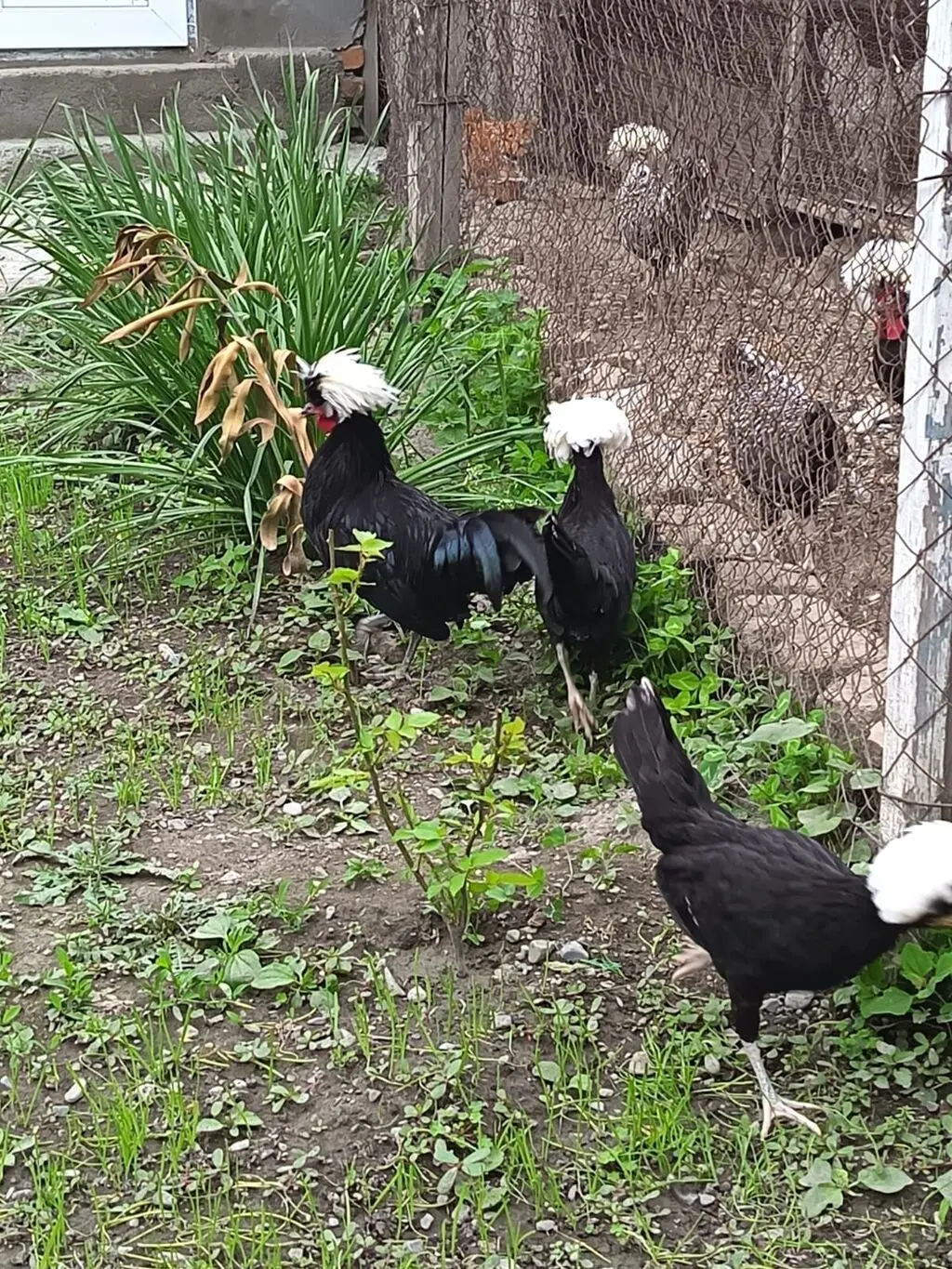 Toyuqlar — Heyvanlar, Quşlar, Balıqlar, Xırdalan