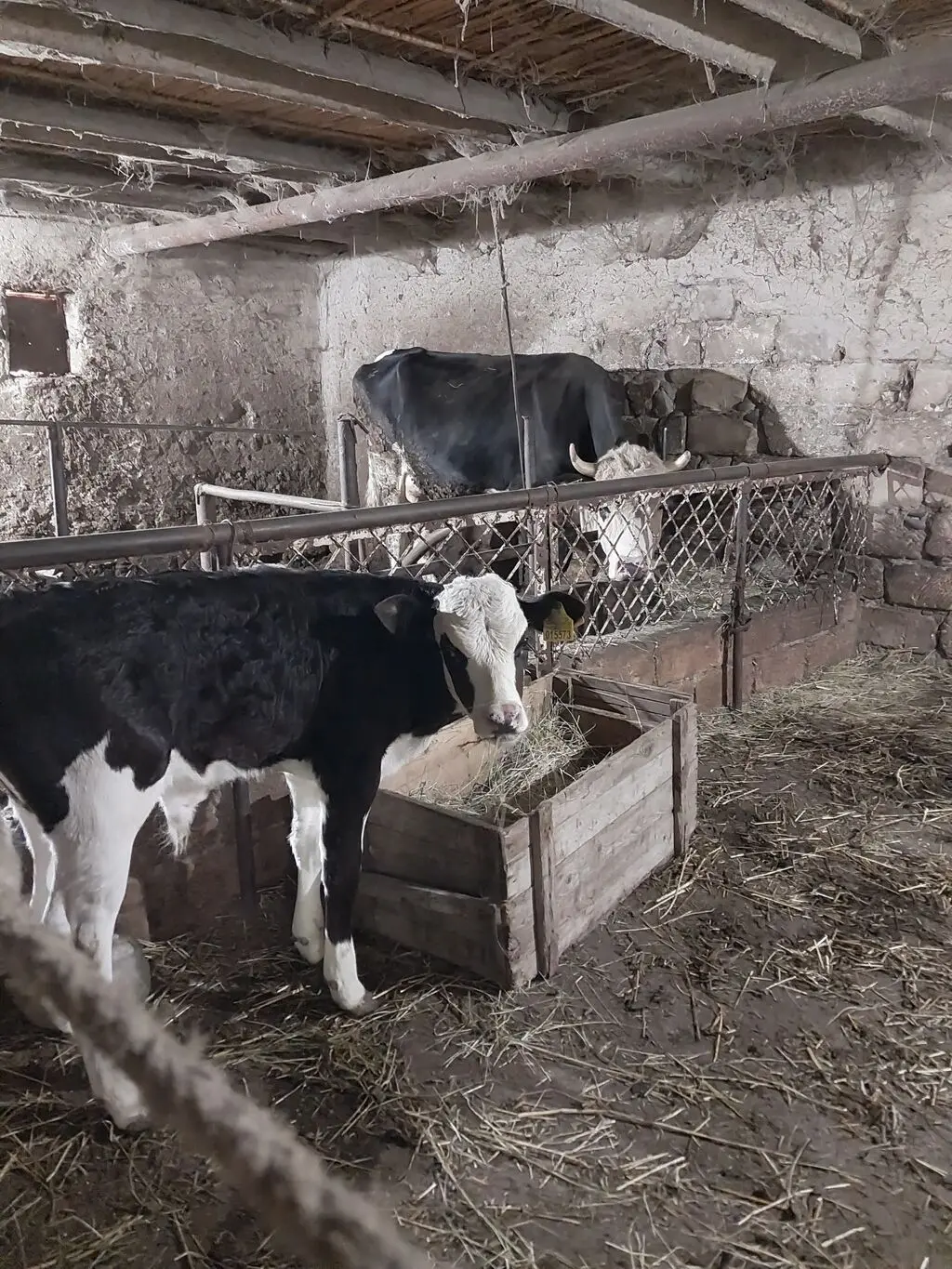 Balalı inək — Heyvanlar, Quşlar, Balıqlar, Goranboy