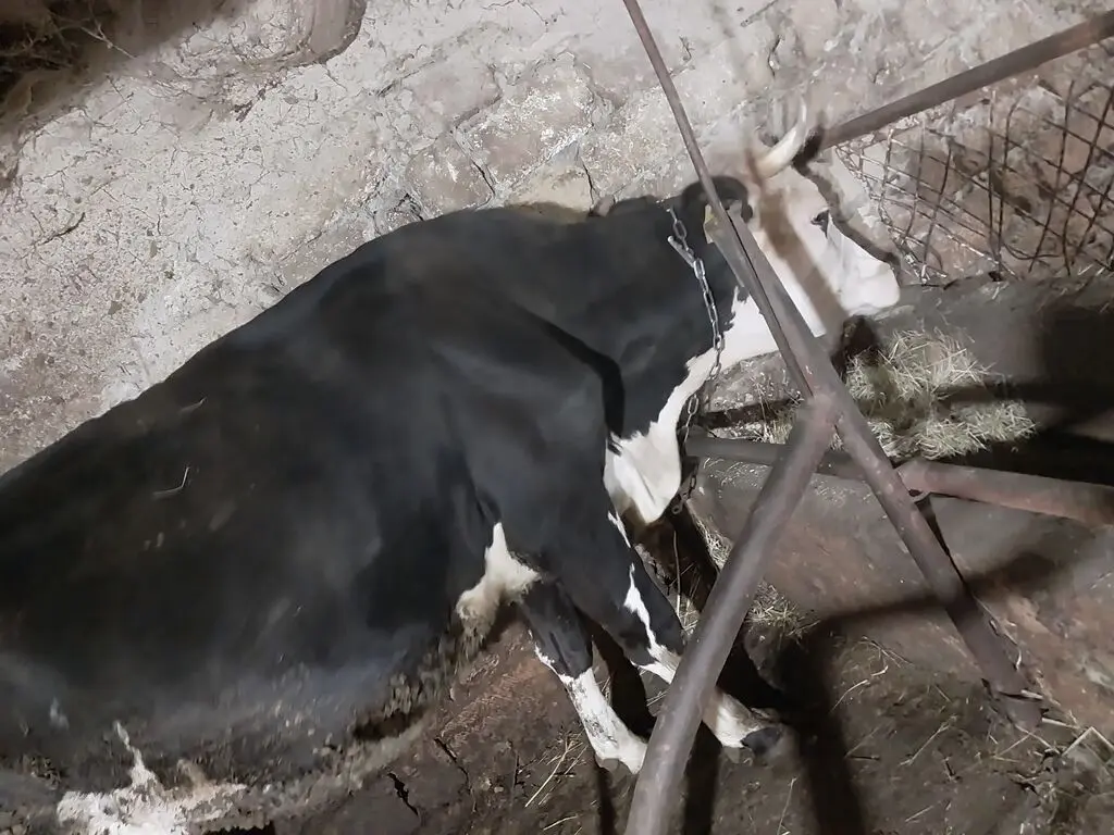 Balalı inək — Heyvanlar, Quşlar, Balıqlar, Goranboy