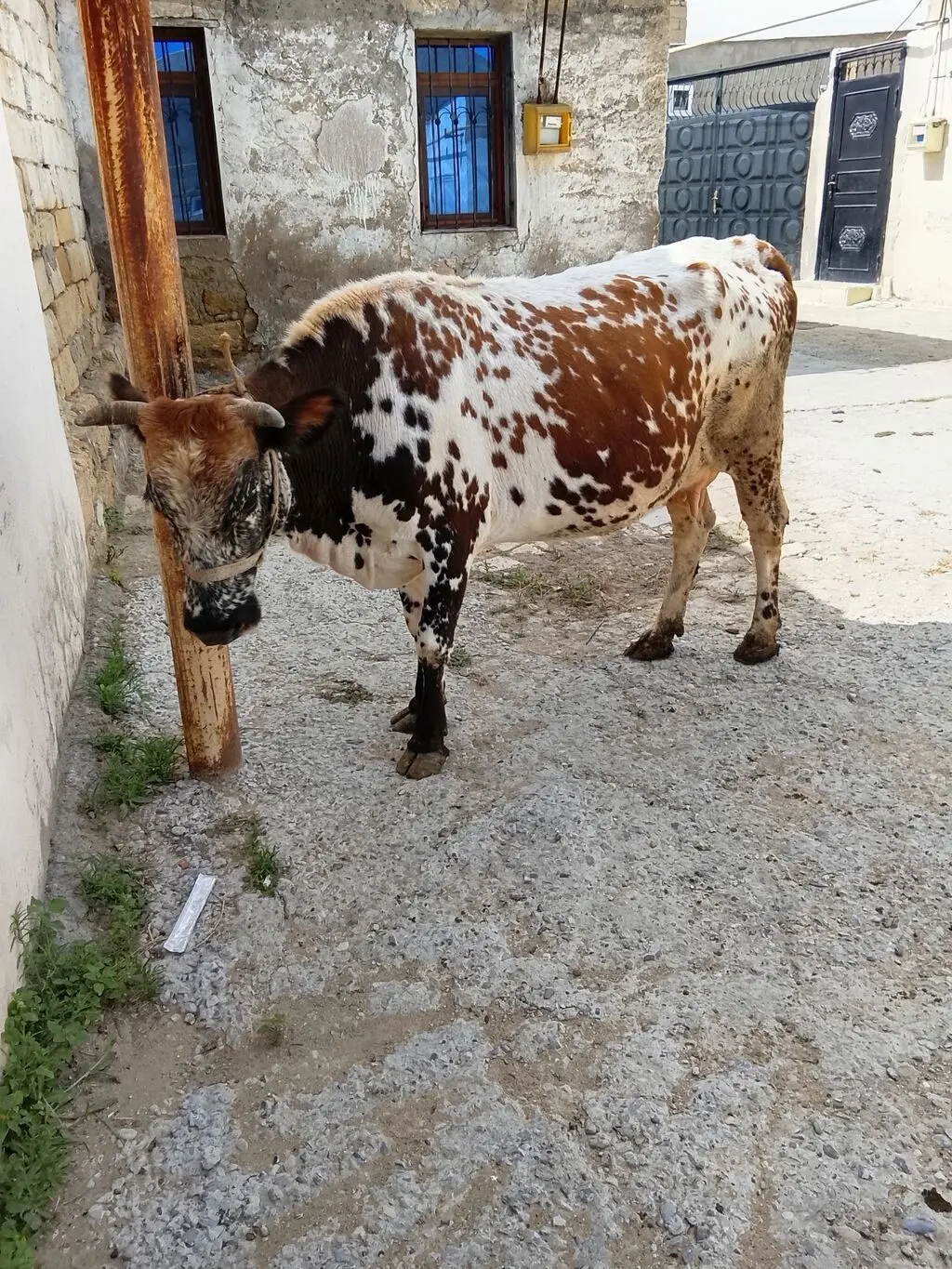 İnək — Heyvanlar, Quşlar, Balıqlar, Bakı