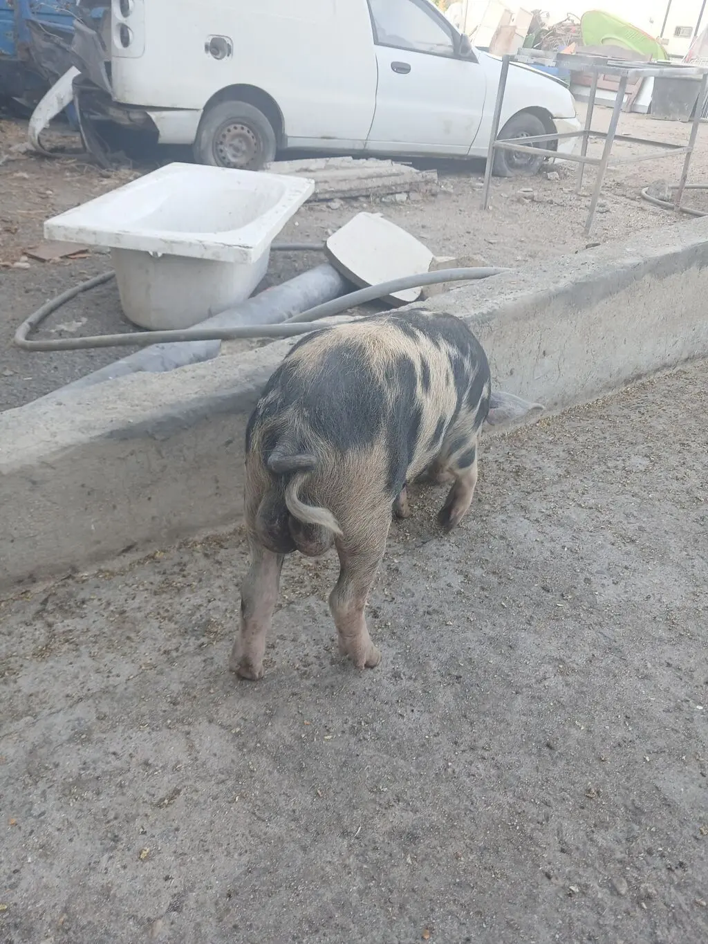 Donuz əti — Heyvanlar, Quşlar, Balıqlar, Sumqayıt