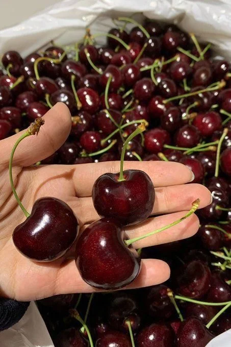Gilas — Meyvə və Giləmeyvə, Göyçay
