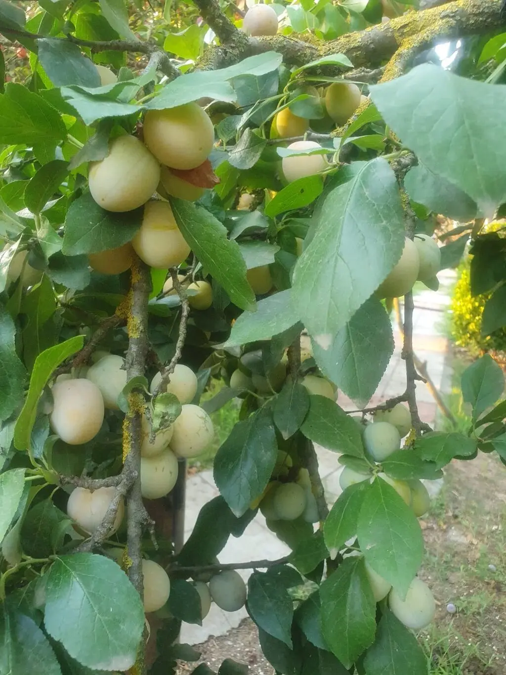 Gavalı tingi — Dənlilər, Otlar Yemlər,  Bitkilər, Masallı