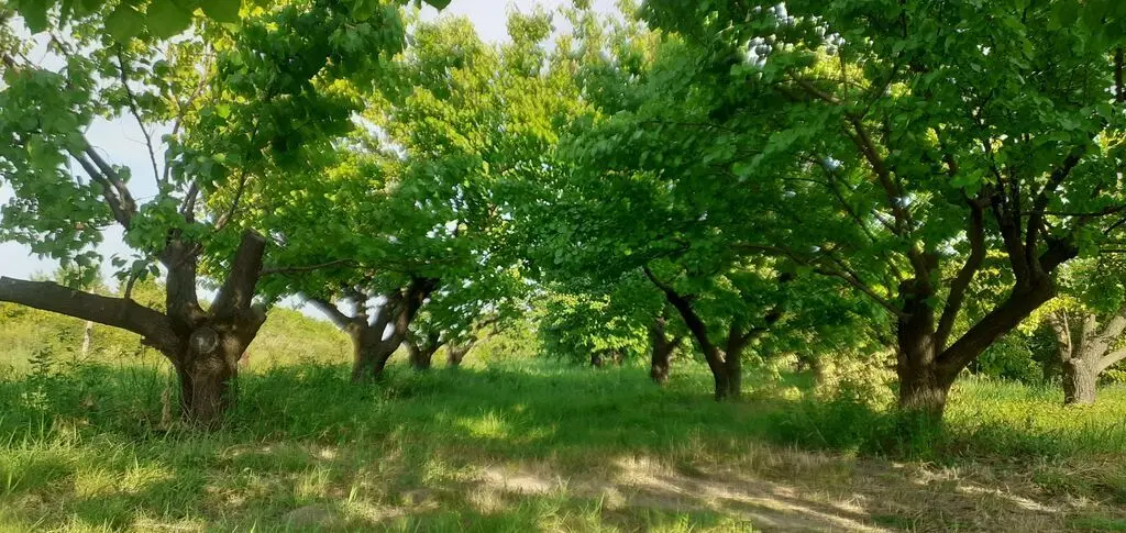 Meyvə bağı — Kənd Təsərrüfatı Əmlakı, Quba