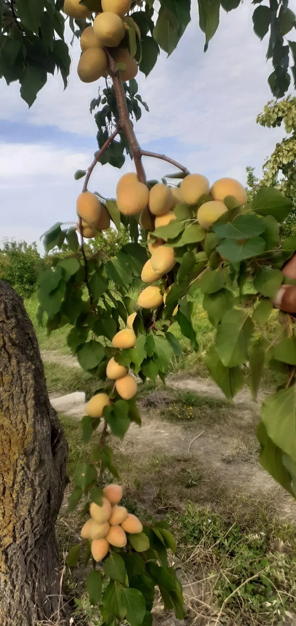 Meyvə bağı — Kənd Təsərrüfatı Əmlakı, Quba