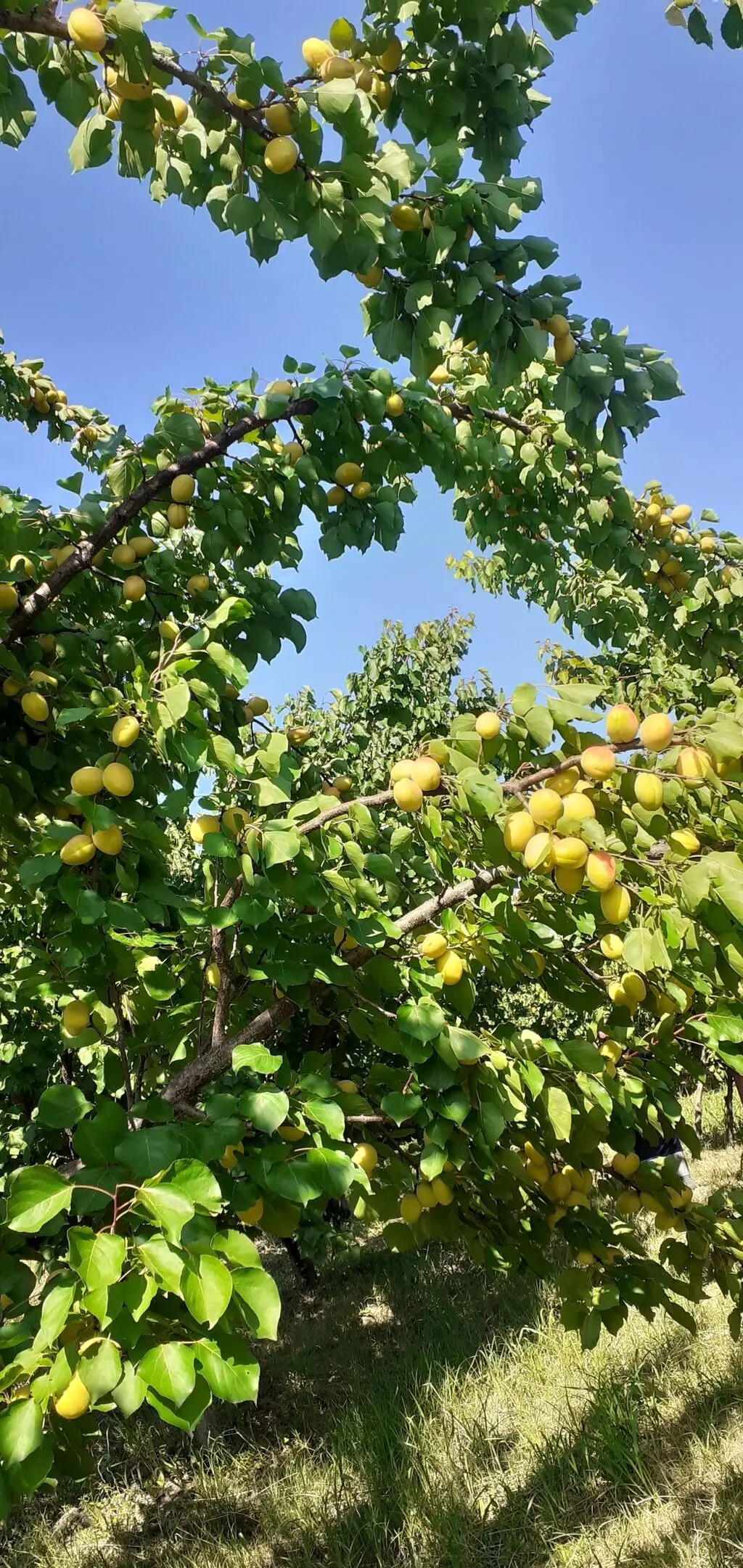 Meyvə bağı — Kənd Təsərrüfatı Əmlakı, Quba