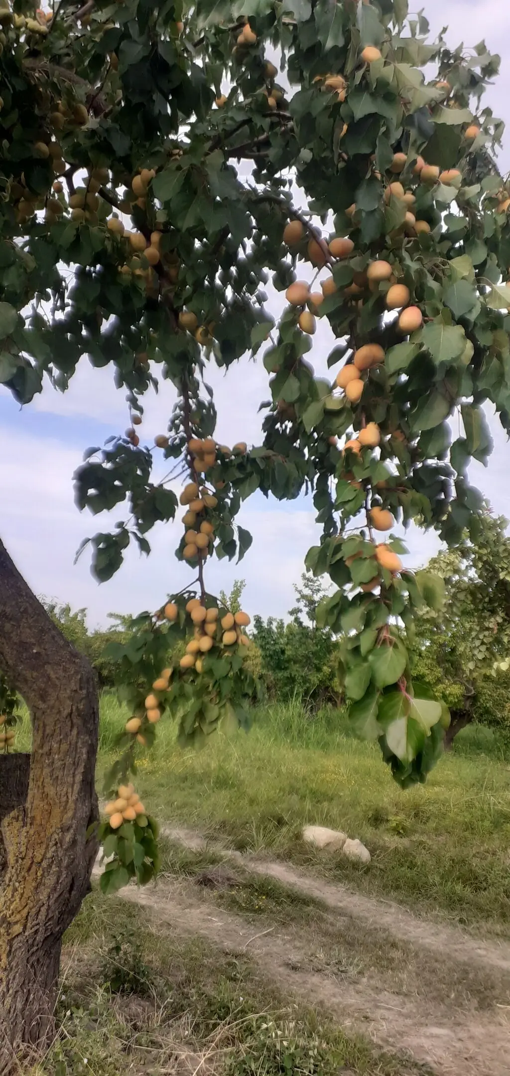 Meyvə bağı — Kənd Təsərrüfatı Əmlakı, Quba
