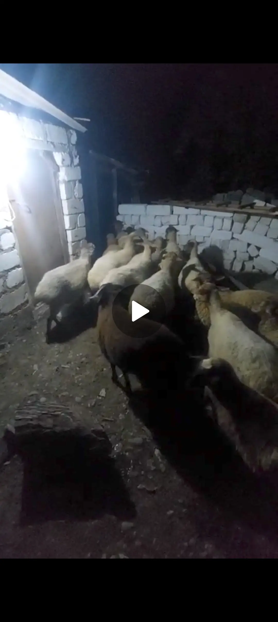 Qoyunlar — Heyvanlar, Quşlar, Balıqlar, Qazax