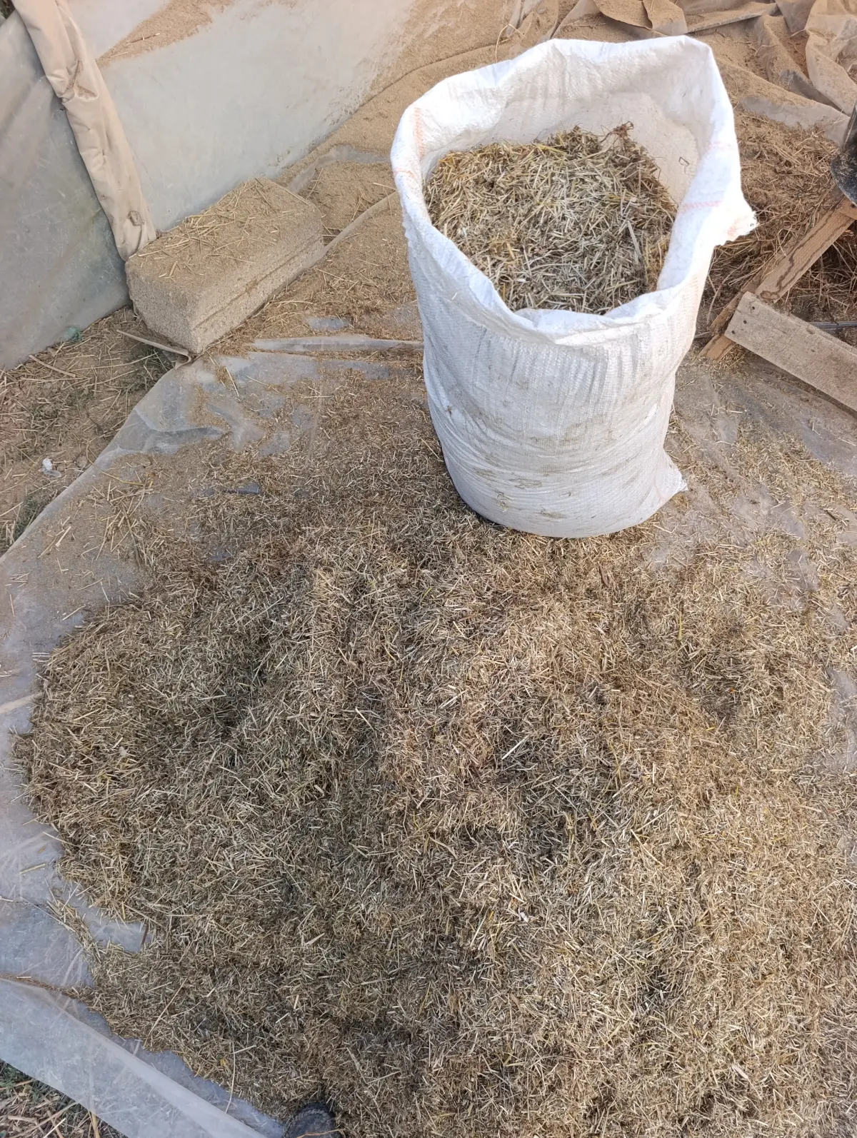 Təbii ot — Dənlilər, Otlar Yemlər,  Bitkilər, Salyan