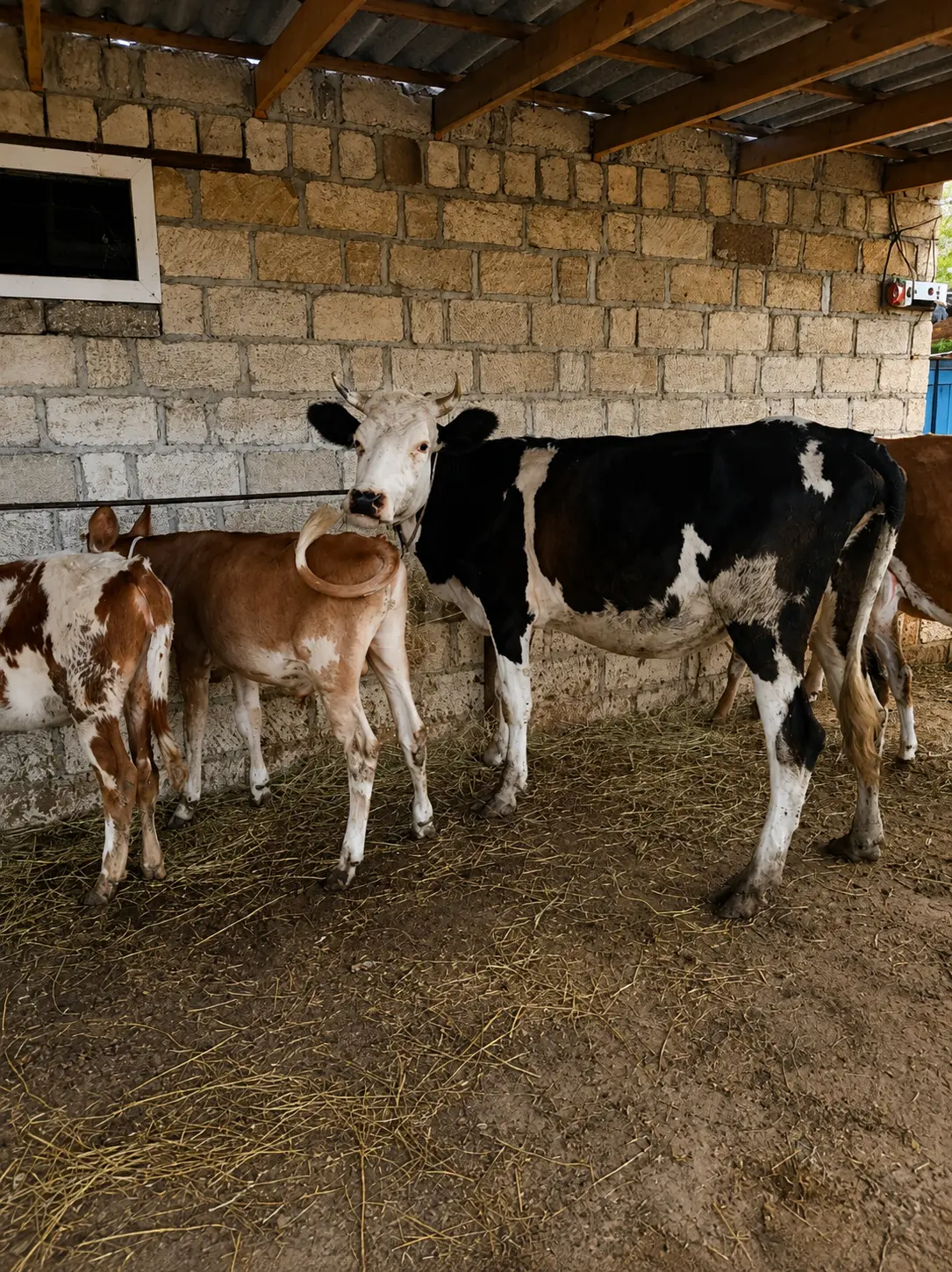 Balalı inək — Heyvanlar, Quşlar, Balıqlar, Şabran