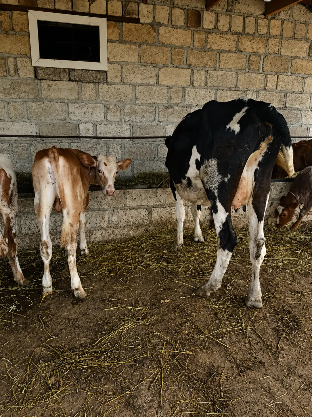 Balalı inək — Heyvanlar, Quşlar, Balıqlar, Şabran