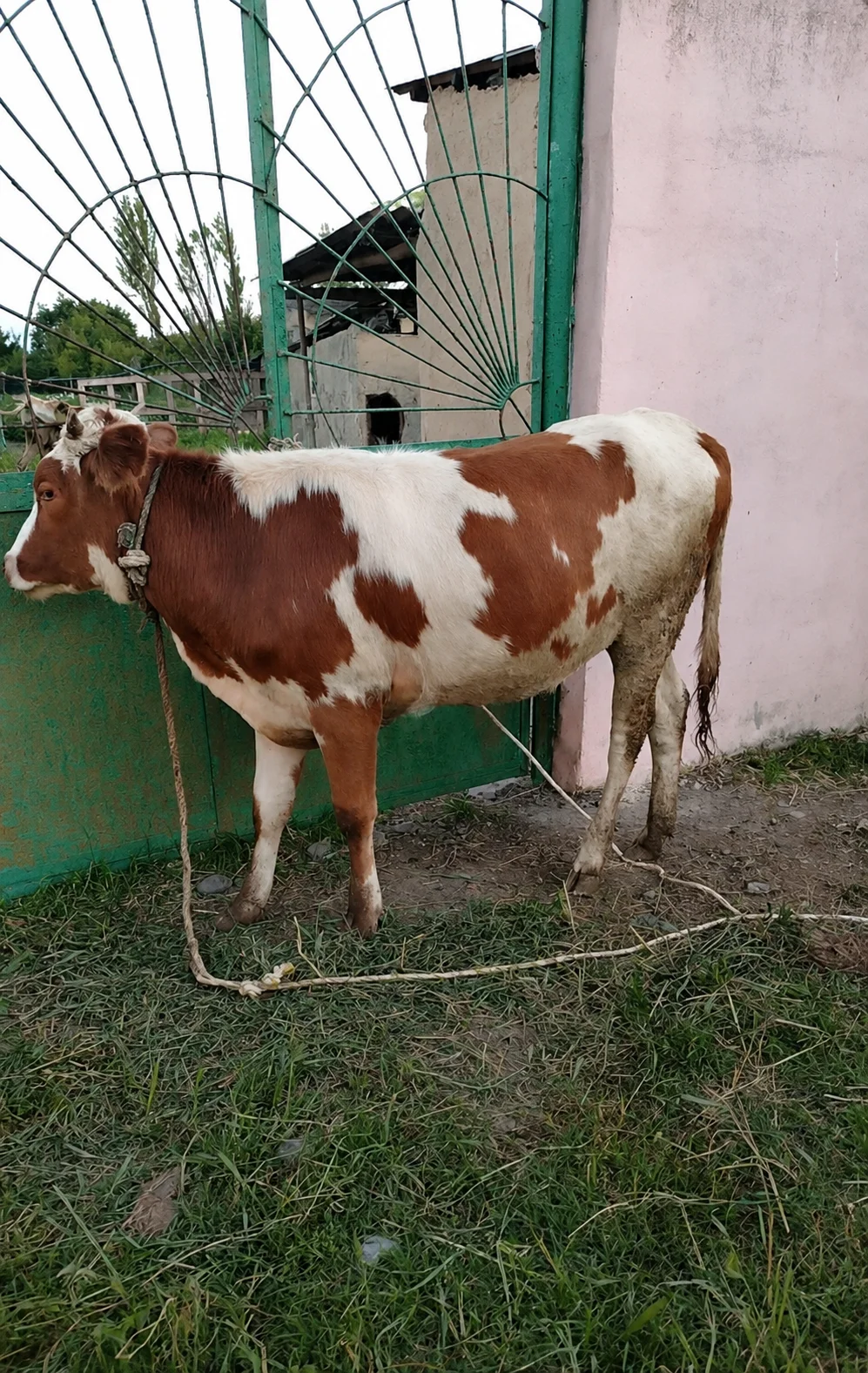 Düyə — Heyvanlar, Quşlar, Balıqlar, Xaçmaz