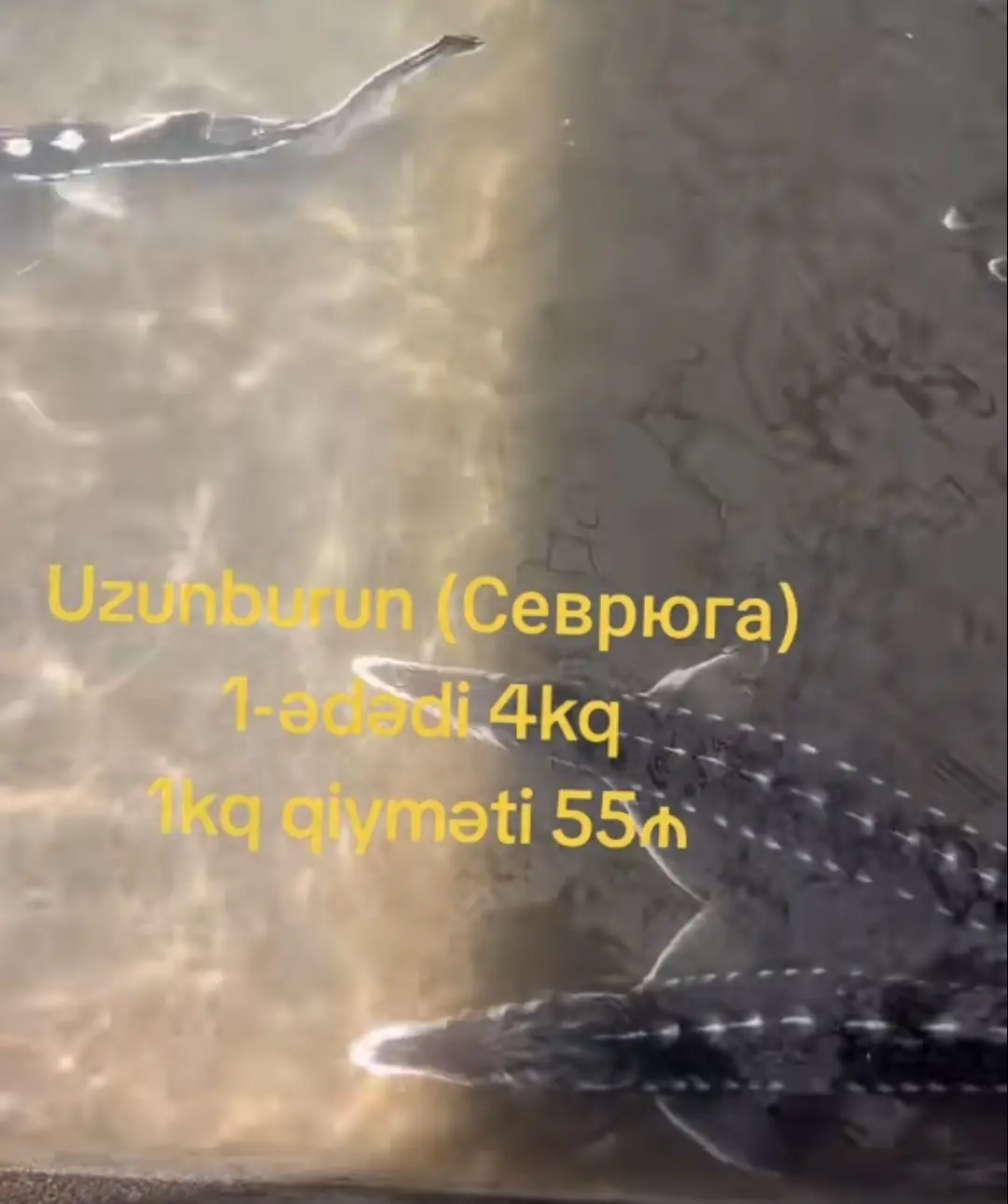 Nərə uzunburun (sevryuqa) — Heyvanlar, Quşlar, Balıqlar, Astara