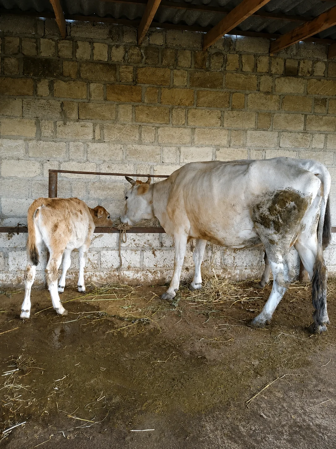 İnək — Heyvanlar, Quşlar, Balıqlar, Şabran