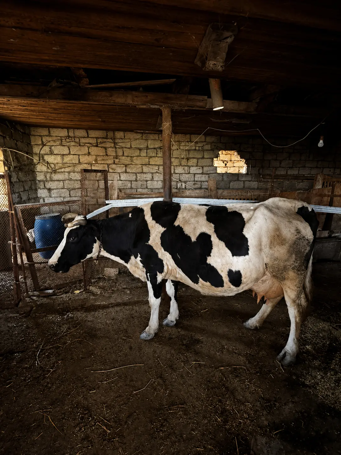 İnəklər — Heyvanlar, Quşlar, Balıqlar, Bakı