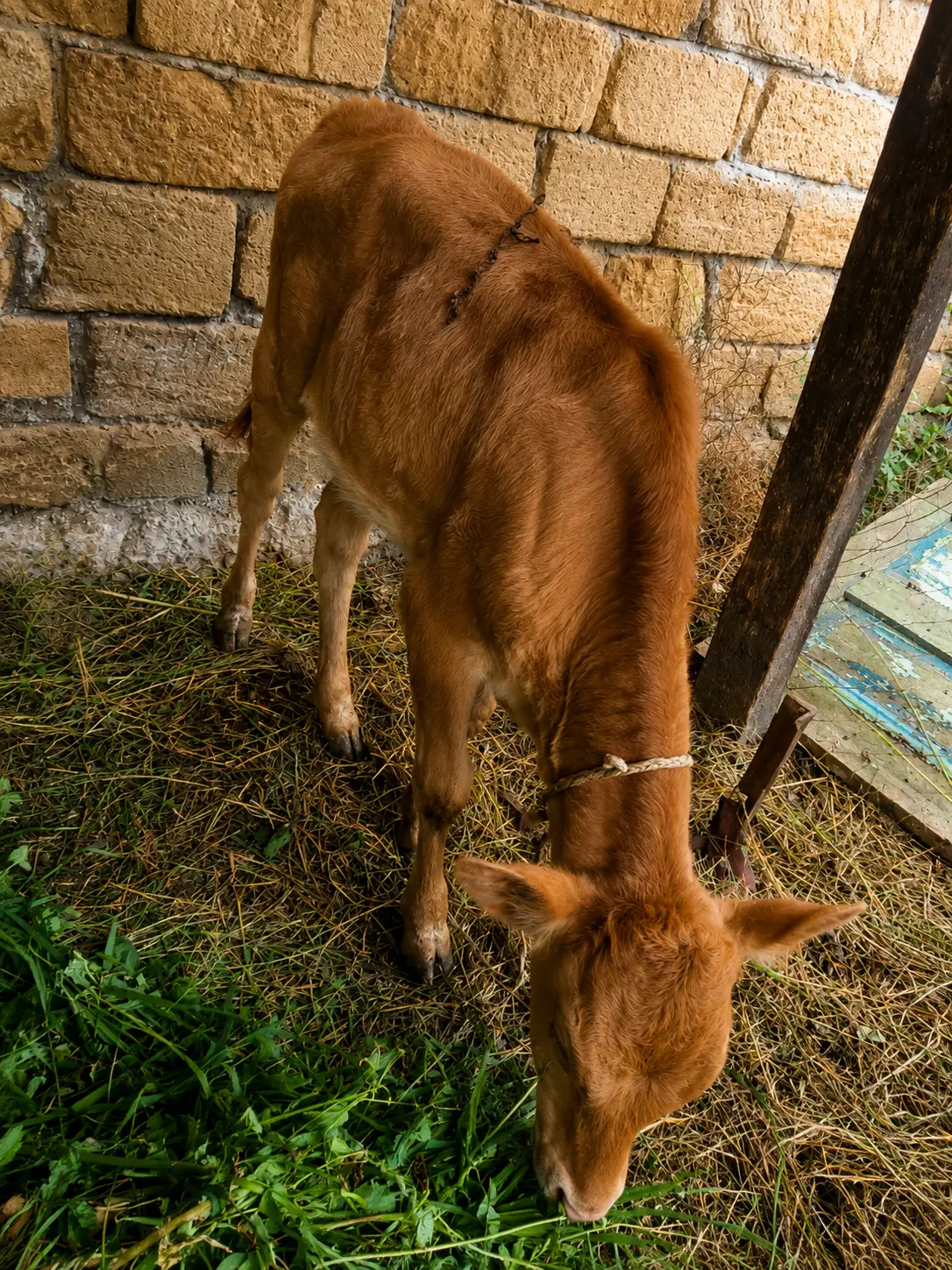 Balalı inək — Heyvanlar, Quşlar, Balıqlar, Xaçmaz