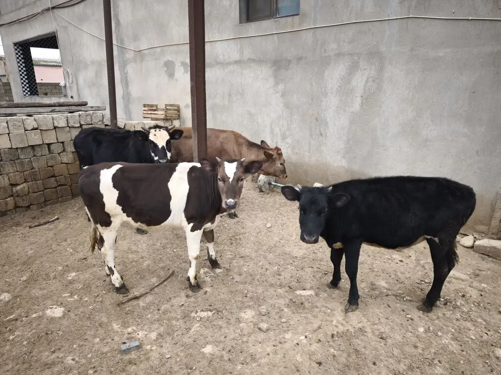 Düyə — Heyvanlar, Quşlar, Balıqlar, Bakı