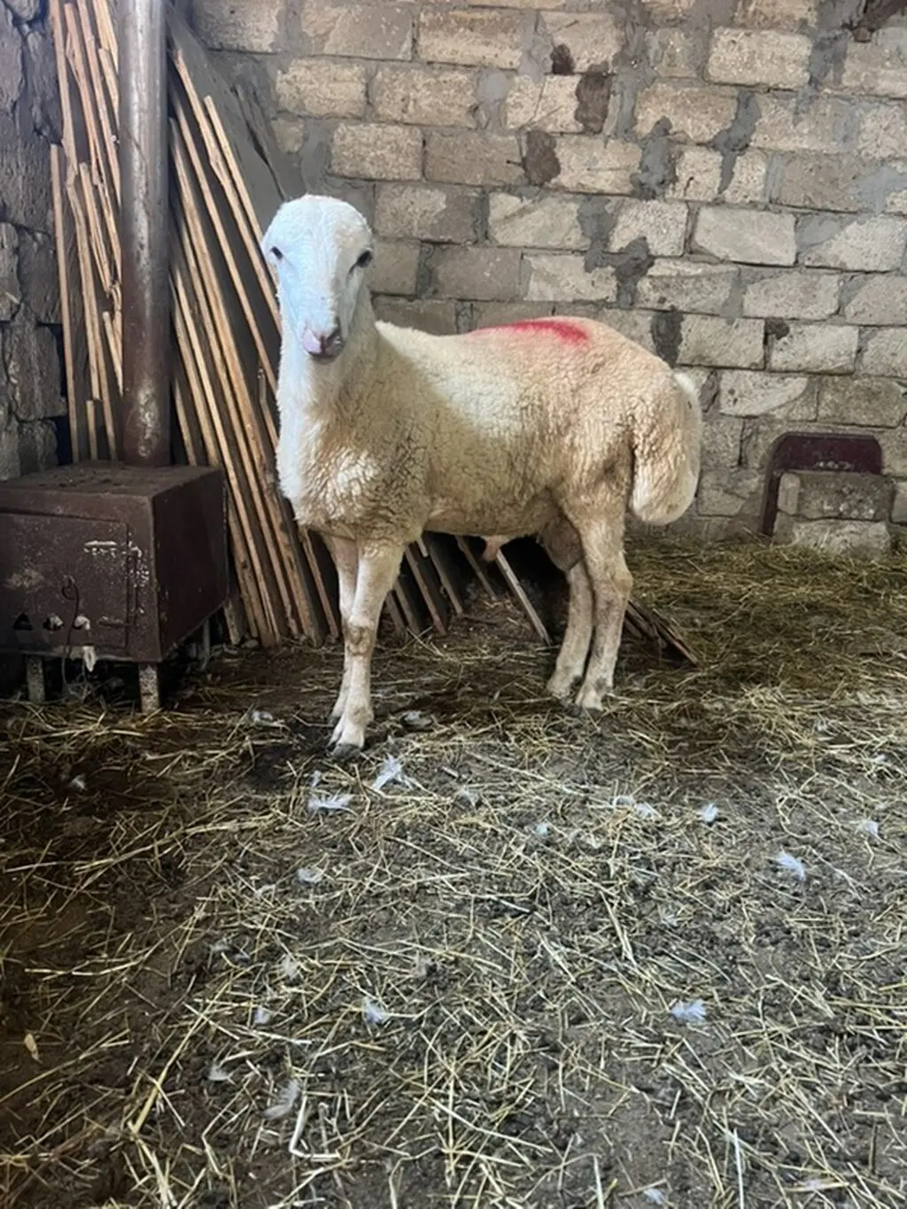 Qoç — Heyvanlar, Quşlar, Balıqlar, Bakı