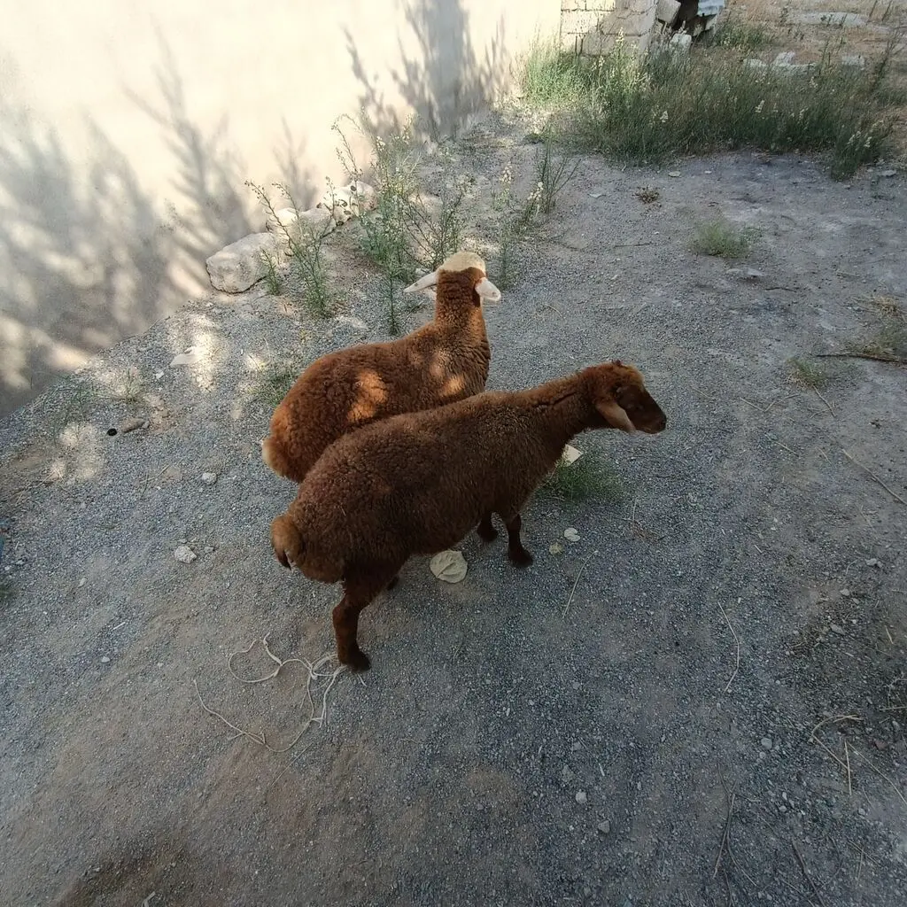 Quzular — Heyvanlar, Quşlar, Balıqlar, Bakı