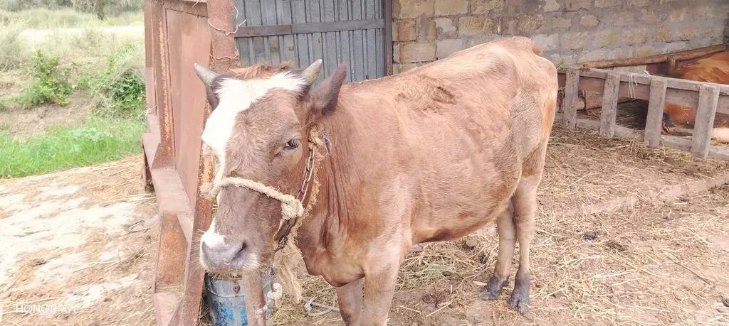 İnək — Heyvanlar, Quşlar, Balıqlar, Saatlı