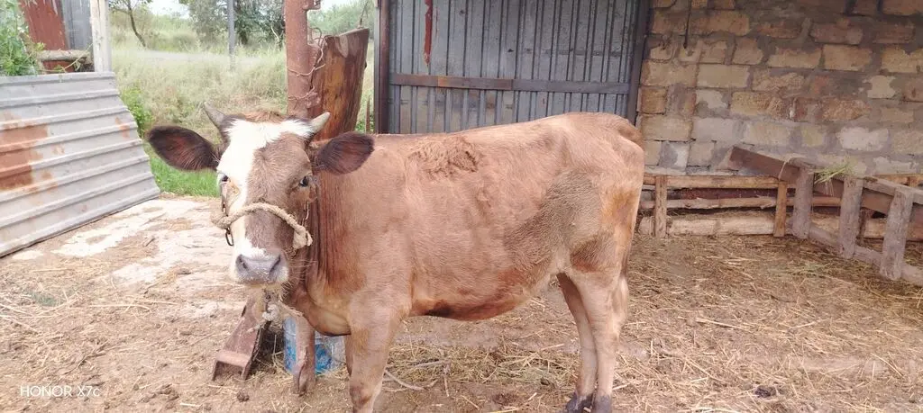 İnək — Heyvanlar, Quşlar, Balıqlar, Saatlı